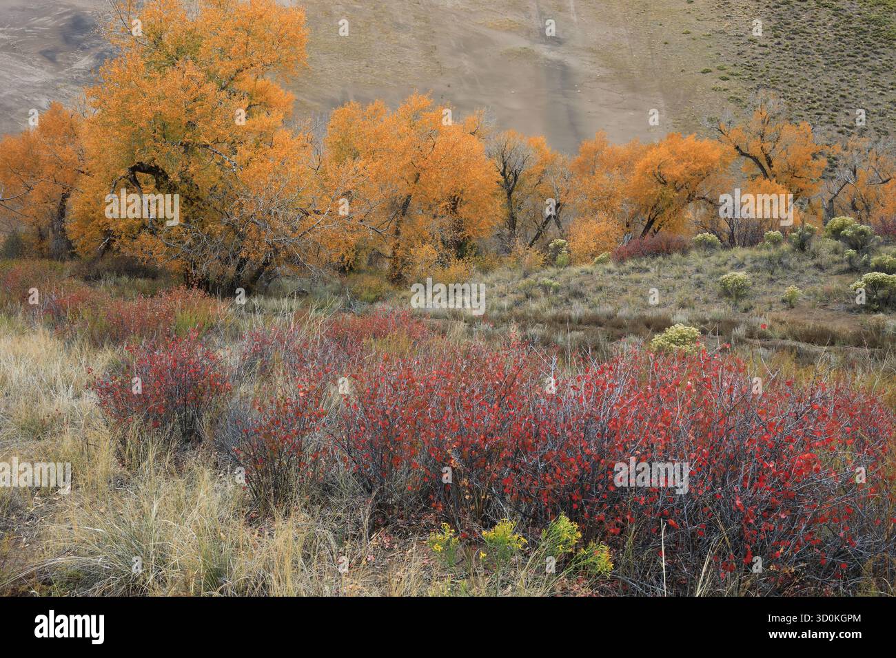 Herbst in Great Dunes NP Stockfoto