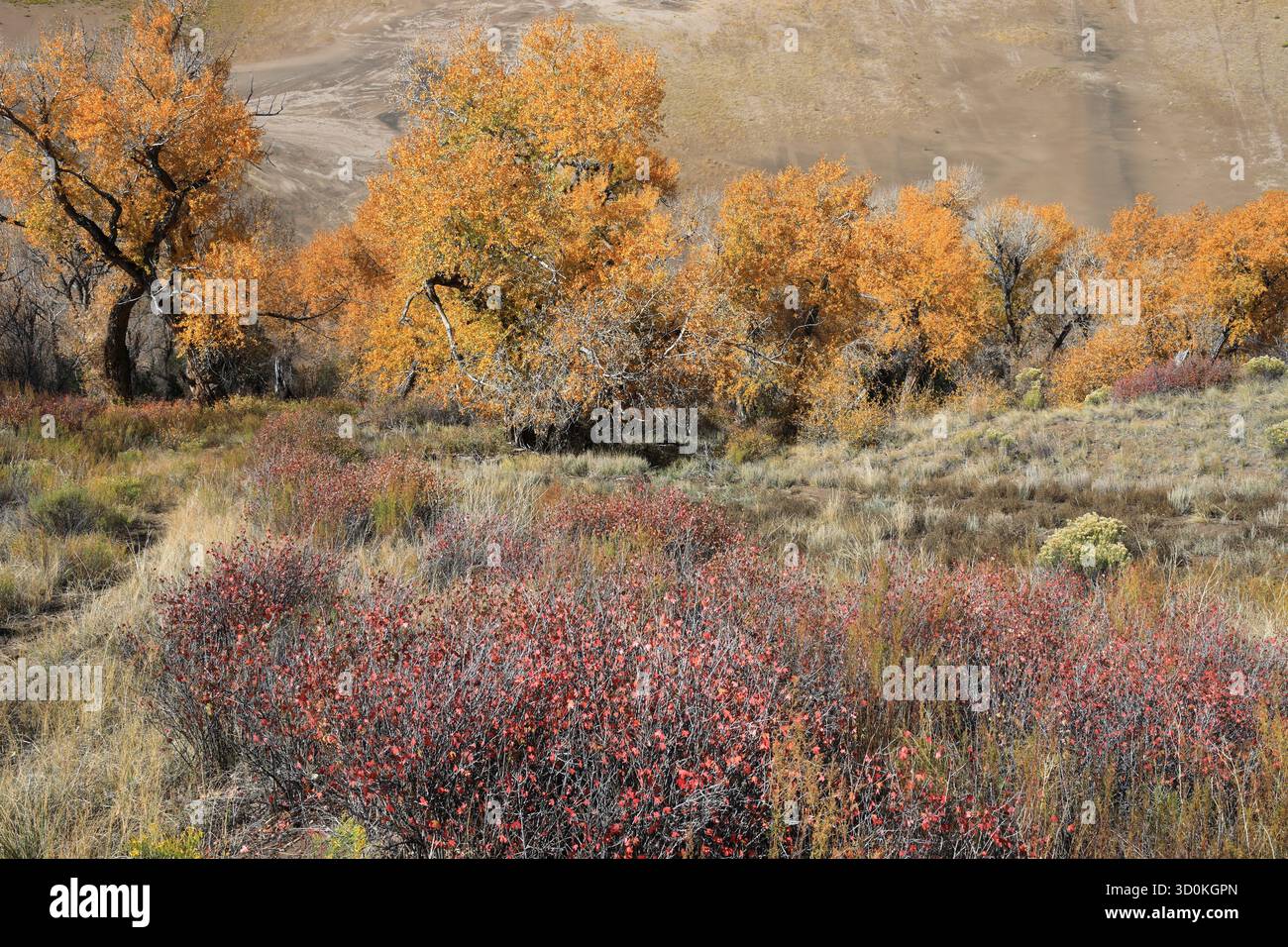 Herbst in Great Dunes NP Stockfoto