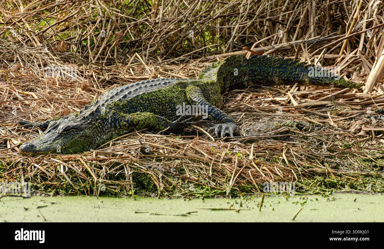 Ein amerikanischer Alligator am Wasserrand Stockfoto