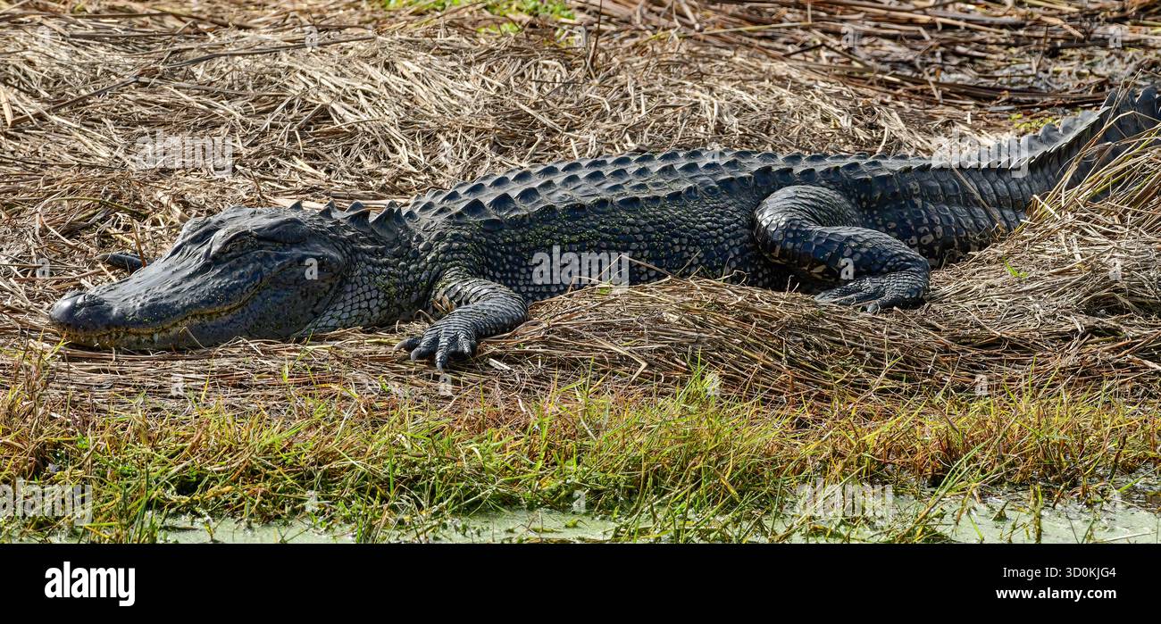 Ein amerikanischer Alligator am Wasserrand Stockfoto