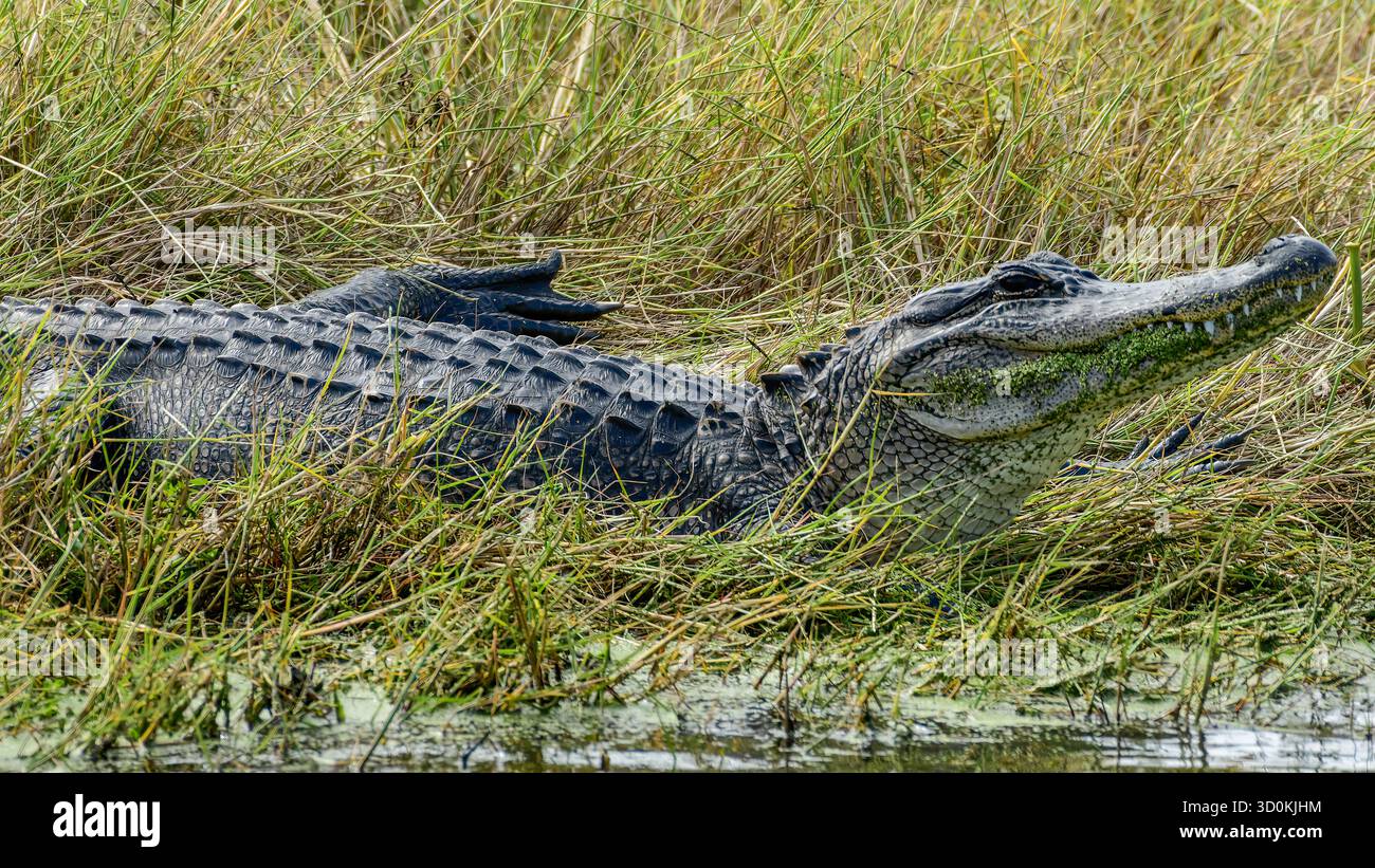 Ein amerikanischer Alligator am Wasserrand Stockfoto