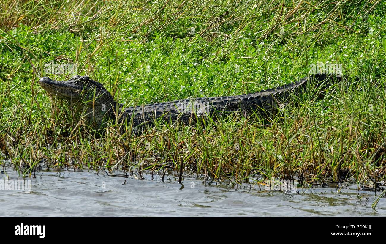 Ein amerikanischer Alligator am Wasserrand Stockfoto