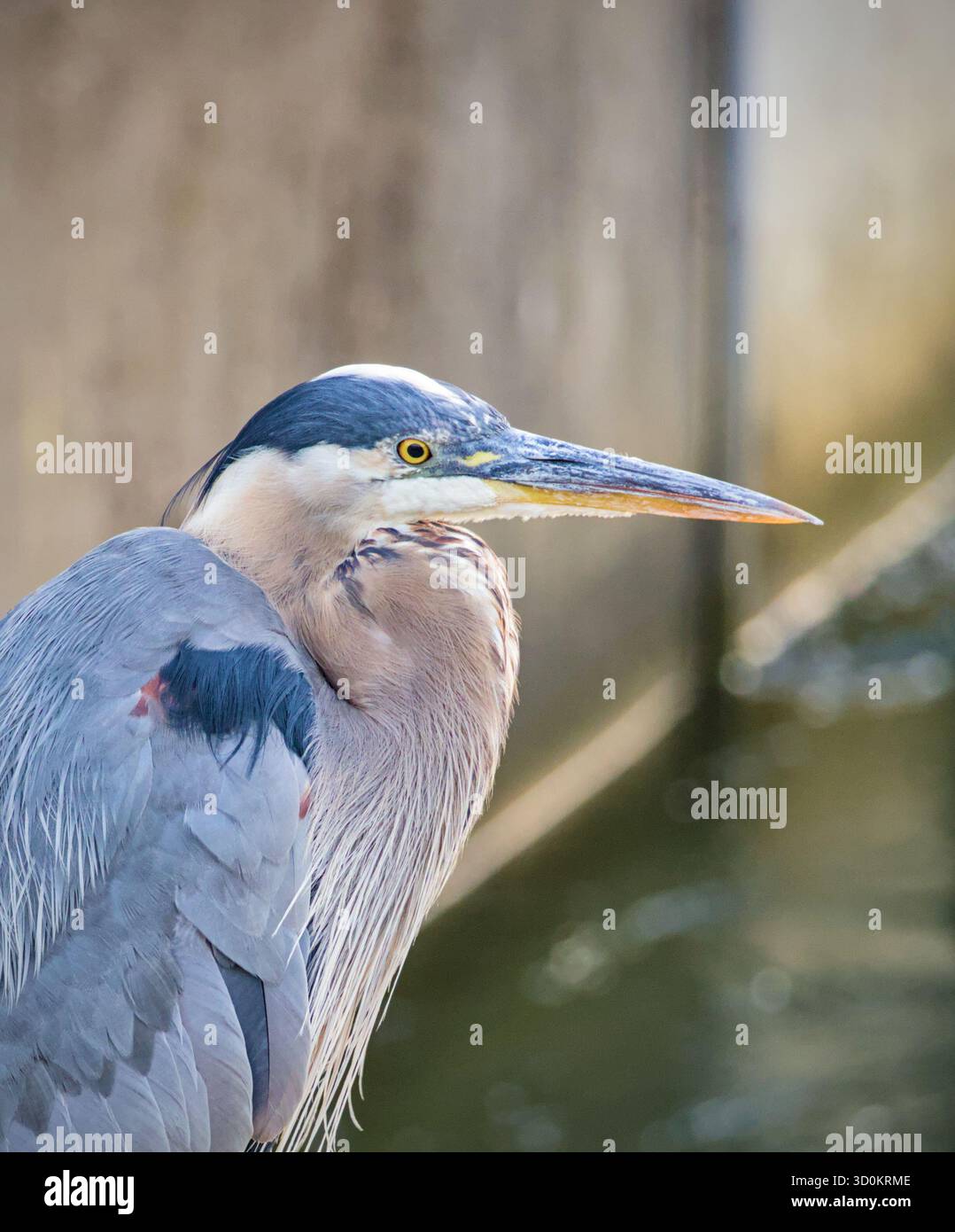 Majestätischer großer Blaureiher bei Ballard Locks mit seinem scharfen gelben Auge und seinem langen Schnabel. Blau-graues Gefieder und strukturierte Nackenfedern sind scharf. Stockfoto