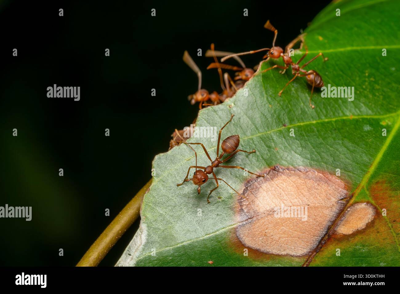 Green Tree Ant - Oecophylla smaragdina, kleine Ameise, die in den Wäldern und Büschen Südostasiens und Australiens, Vietnam, beheimatet ist. Stockfoto