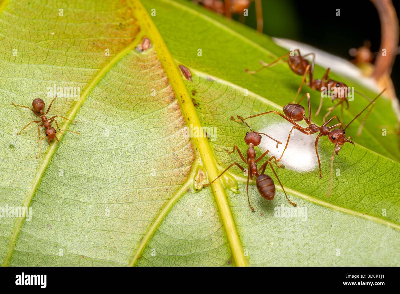 Green Tree Ant - Oecophylla smaragdina, kleine Ameise, die in den Wäldern und Büschen Südostasiens und Australiens, Vietnam, beheimatet ist. Stockfoto