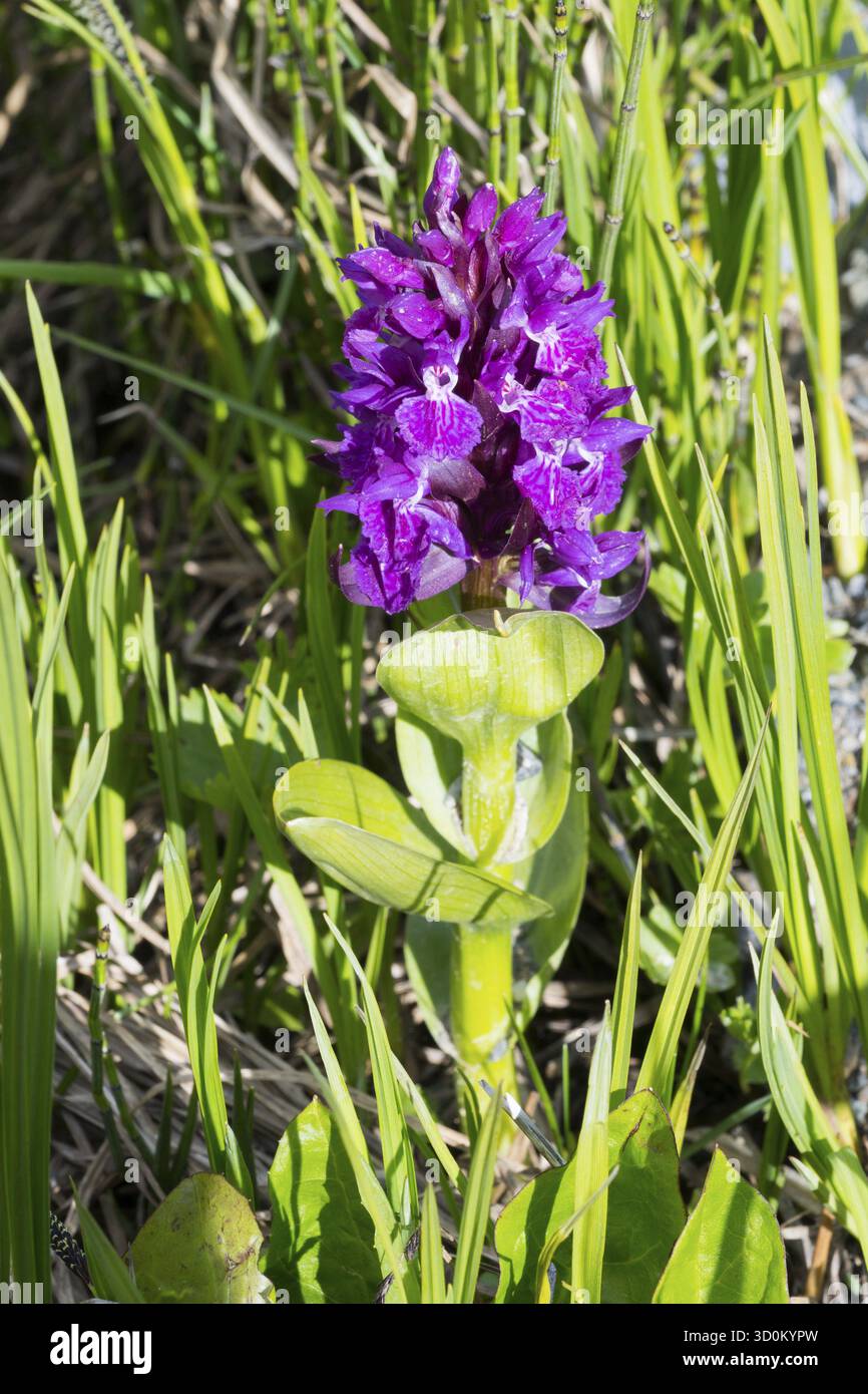 Violette Blüte mit grünen Blättern in einer natürlichen, sonnigen Umgebung, breiblättrige Orchidee (Dactylorhiza majalis) oder breitblättrige Fingerwurzel, Zagari Pass, SV Stockfoto