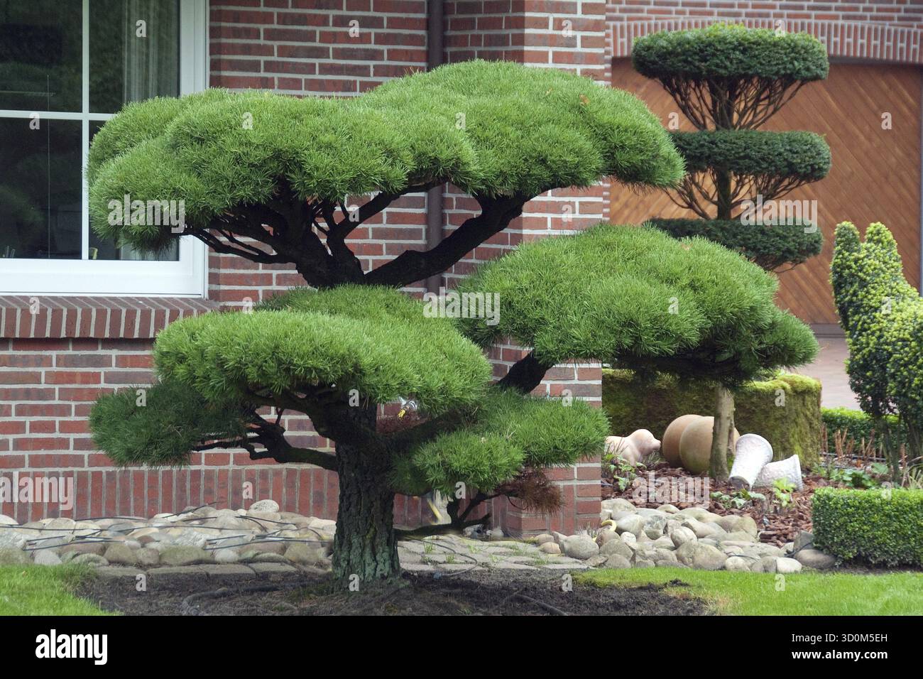Koniferen bonsai -Fotos und -Bildmaterial in hoher Auflsung  Alamy