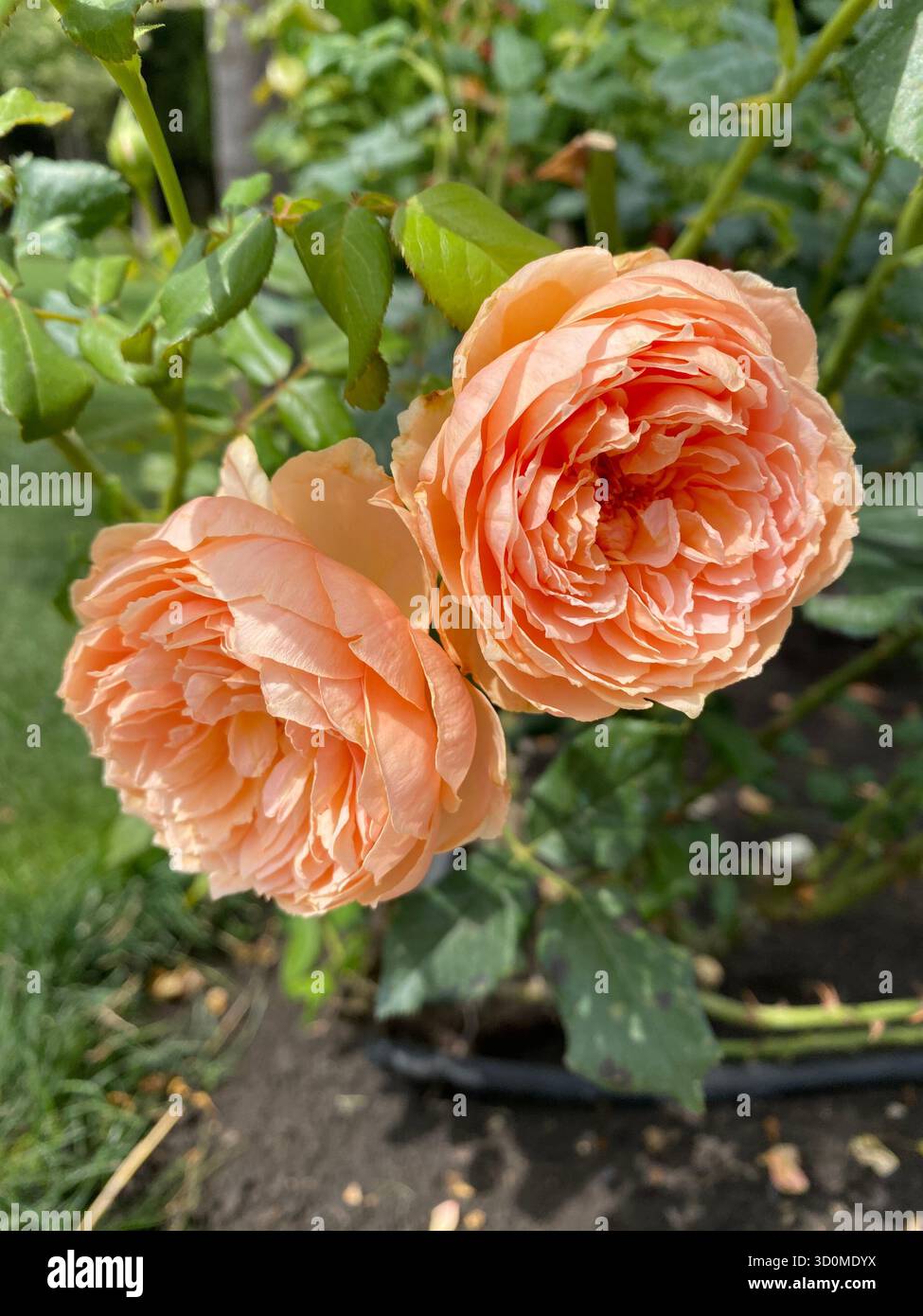 Zwei Pat Austin Rosen (Rosa Pat Austin) blühen mit ihren markanten aprikosenorangen Blüten im Garten. Stockfoto