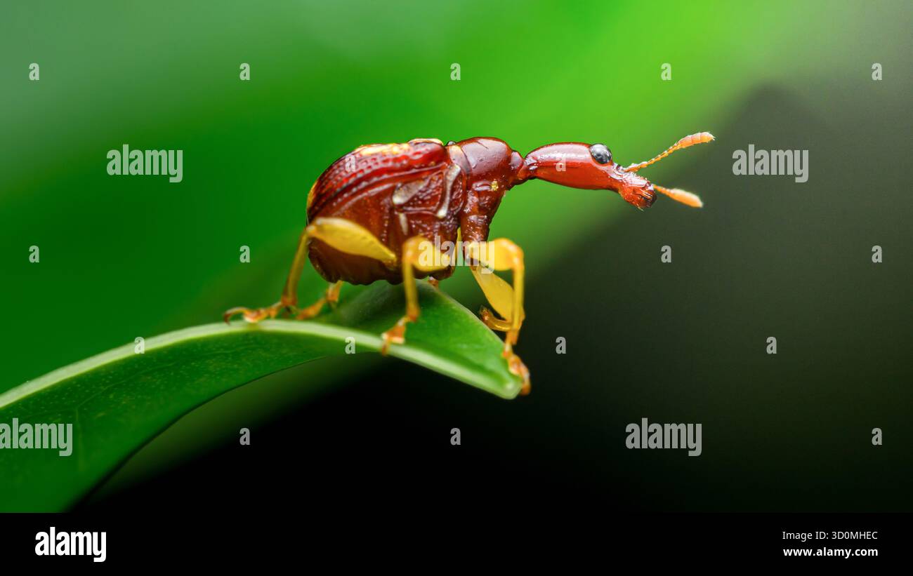 Giraffen-Käfer-Insekt mit seinem charakteristischen langen Hals und seinem rötlich-braunen Körper mit gelben Beinen, der auf einem leuchtend grünen Pflanzenblatt in einer Natur thront Stockfoto