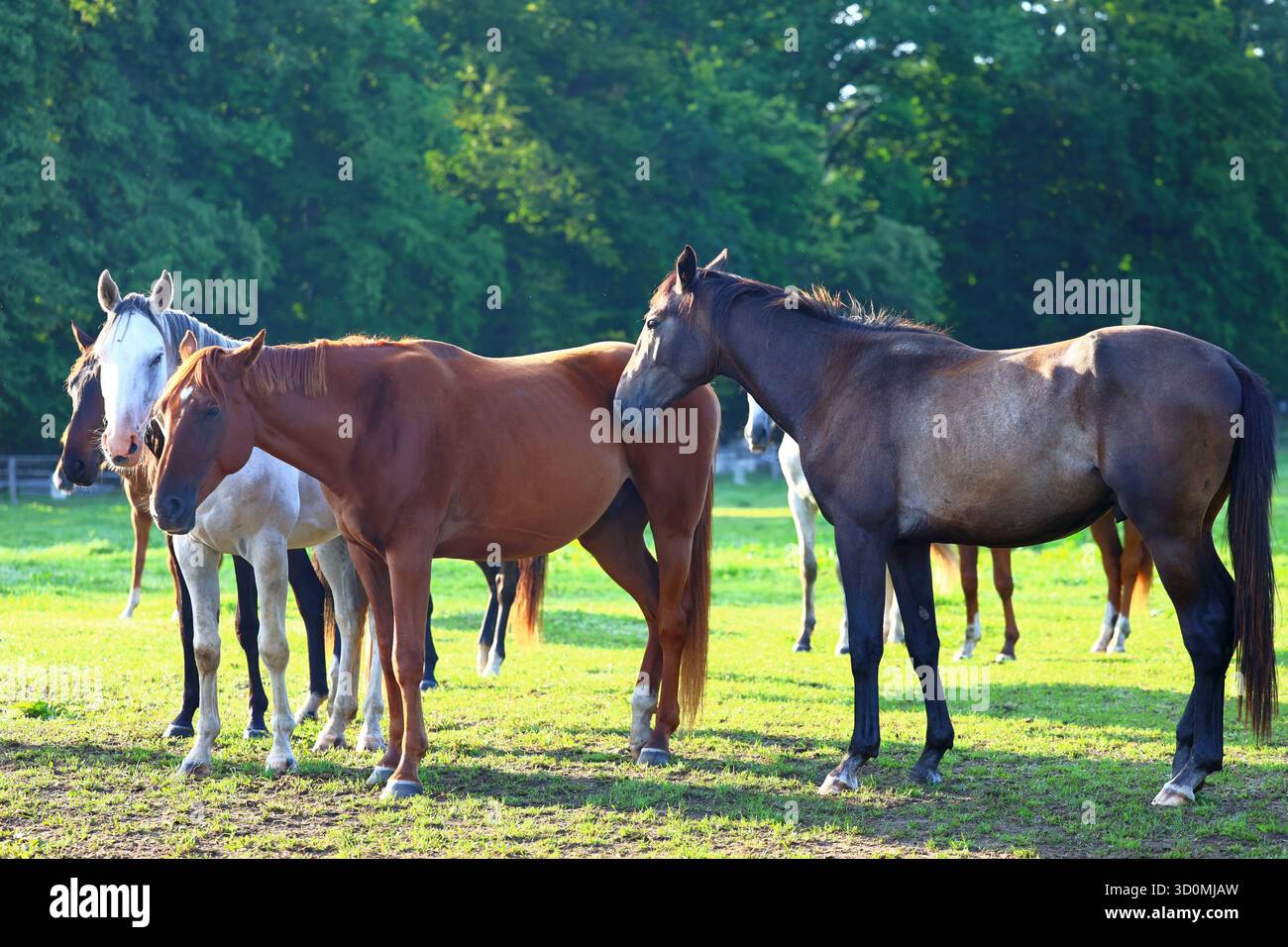 Pferde, die auf einer üppigen Wiese grasen Stockfoto
