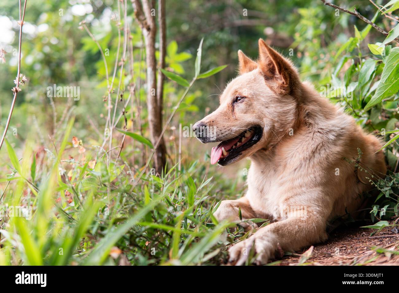 Ein wunderschönes Porträt eines glücklichen goldenen Hundes, der draußen im Waldgras liegt. Er schaut fröhlich weg und genießt den sonnigen Tag. Stockfoto