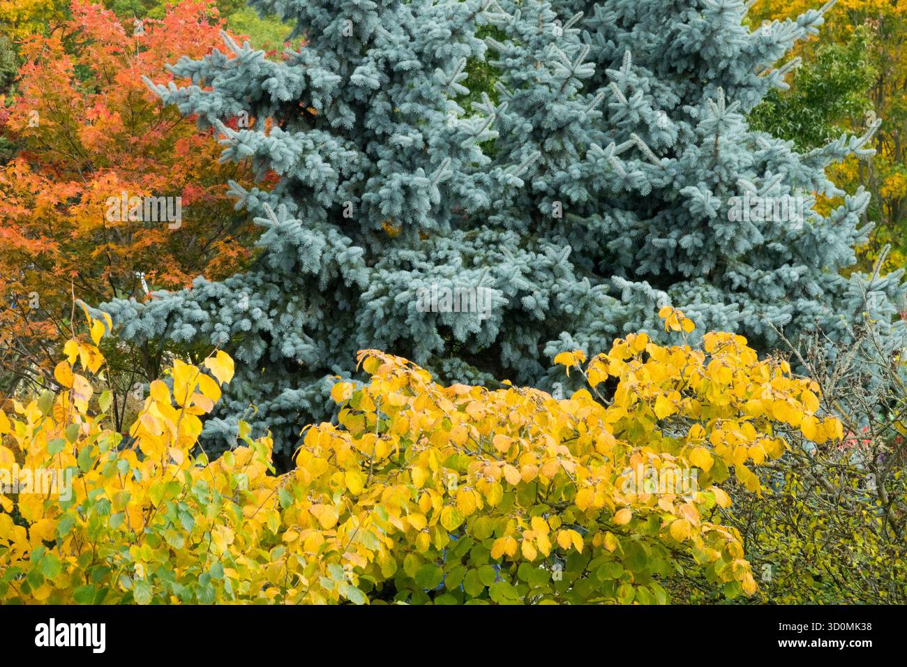 Herbstlaub zeigt die jahreszeitliche Veränderung im Garten an Stockfoto