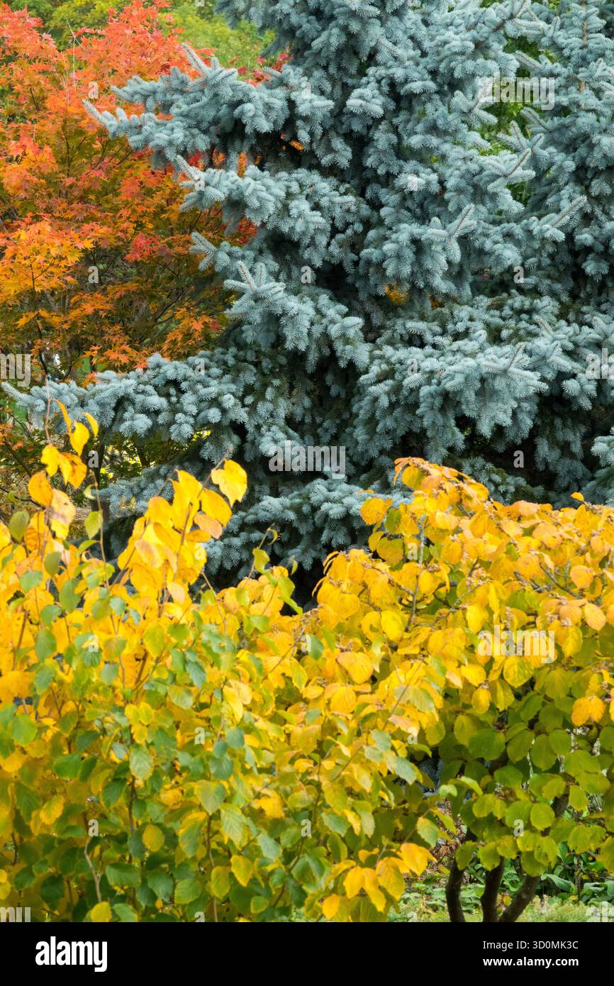 Die Blätter auf den Bäumen wechseln sich in wunderschöne Farben von Orange, Gelb und Silber, was bedeutet, dass der Herbst gekommen ist Blaufichte Hexe Hazel Hamamelis Stockfoto