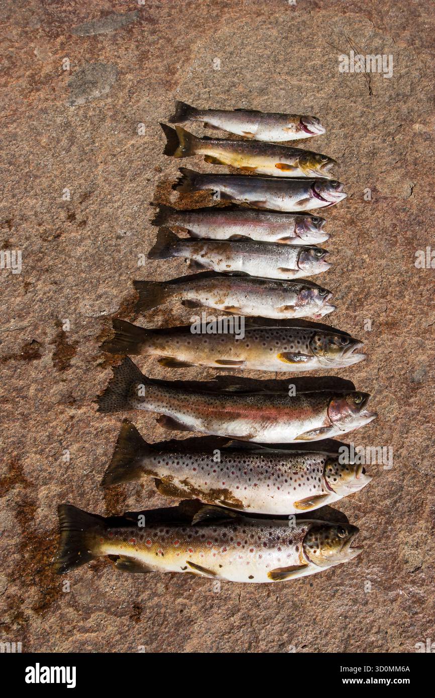 Frisch gefangene Forelle senkrecht auf warmer Steinoberfläche angeordnet Stockfoto