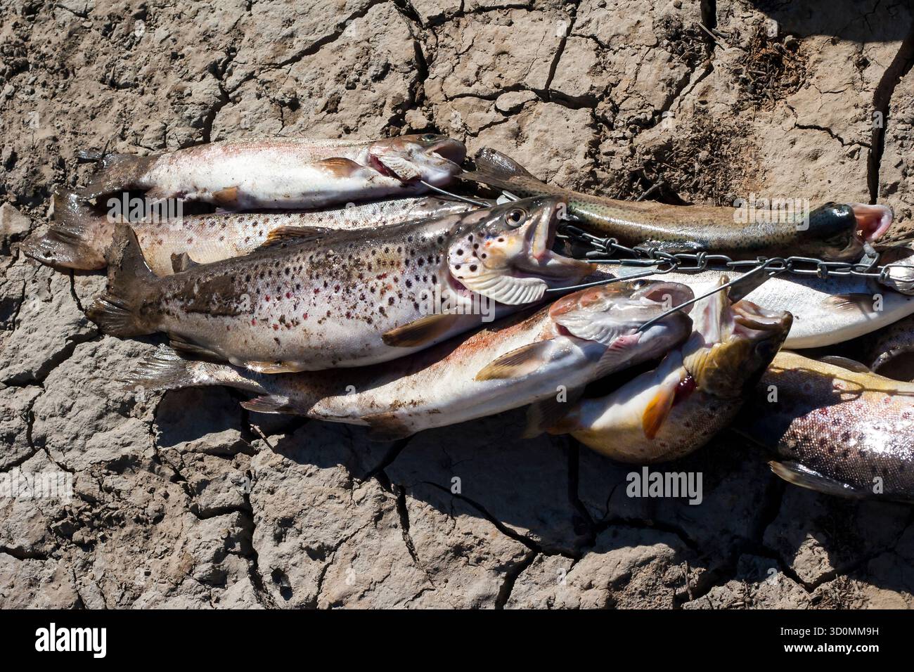 Stringer von frisch gefangenen Forellen, die auf trockenem, zerrissenem Boden liegen Stockfoto