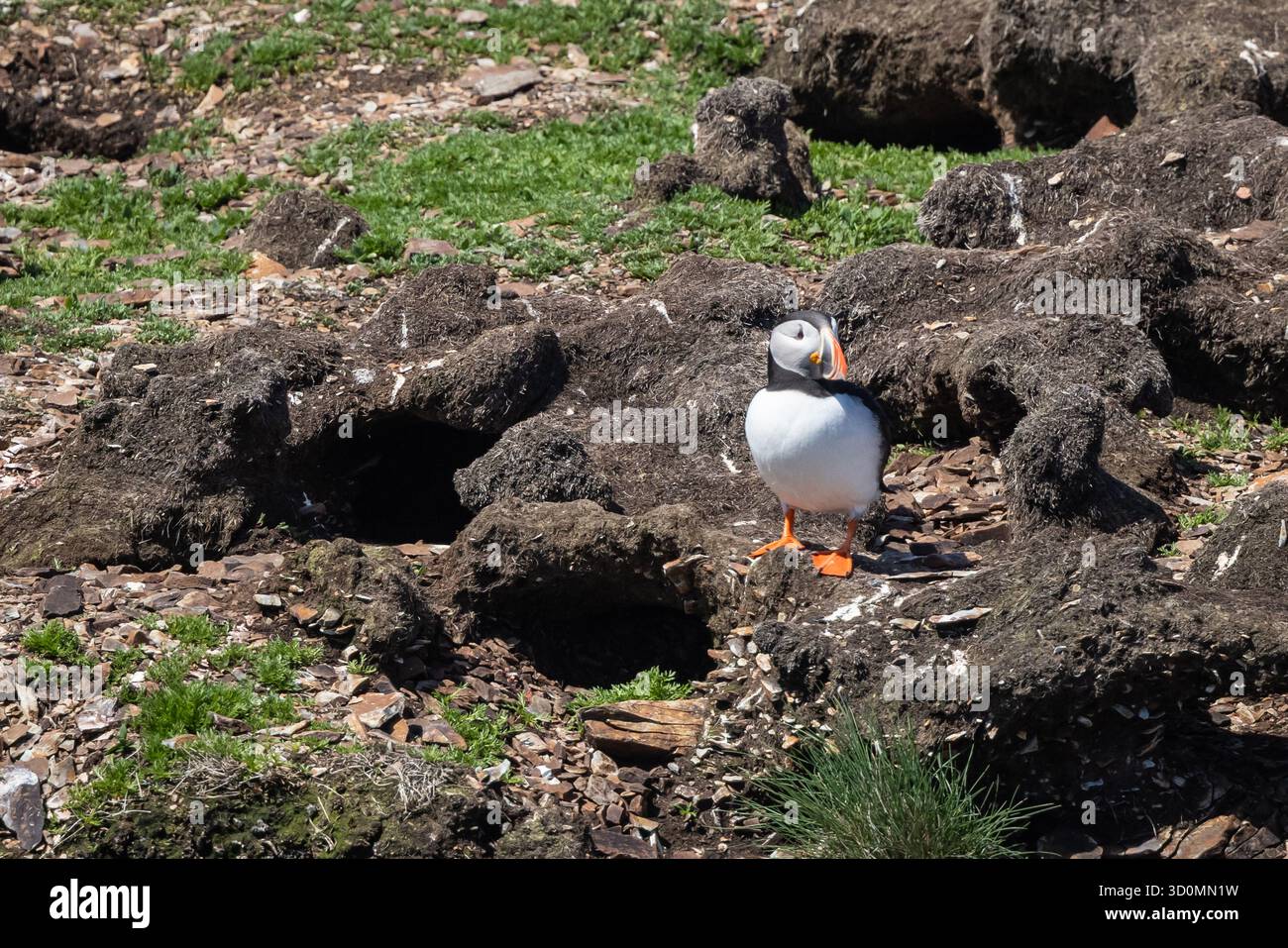 Puffin steht auf Coastal Rocks Stockfoto