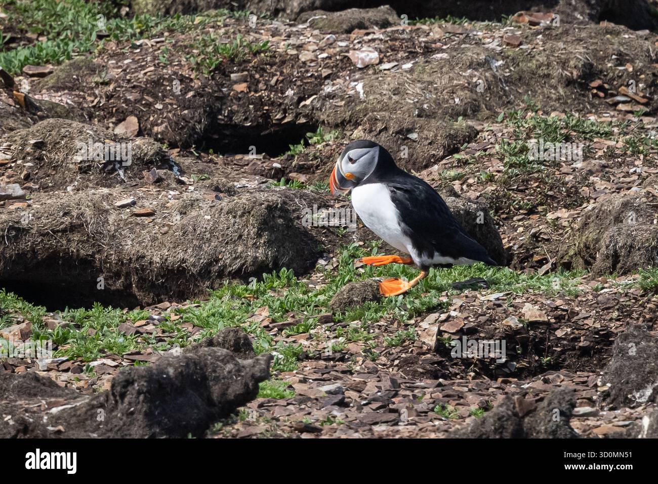 Puffin steht an einer felsigen Küste Stockfoto