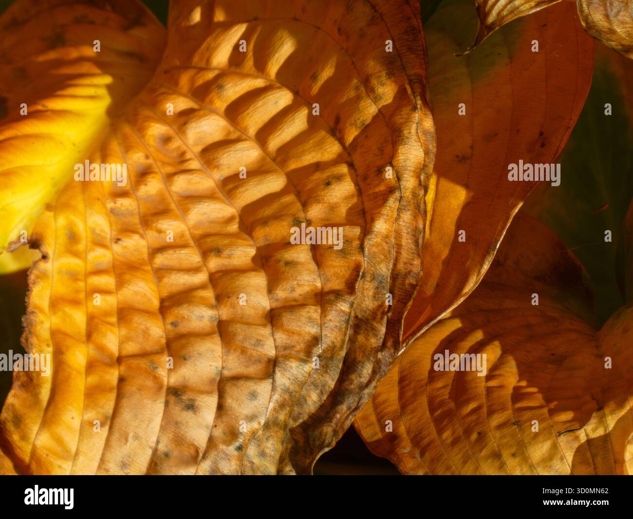 Abstrakte Nahaufnahme der zerknitterten Herbstblattstruktur Stockfoto