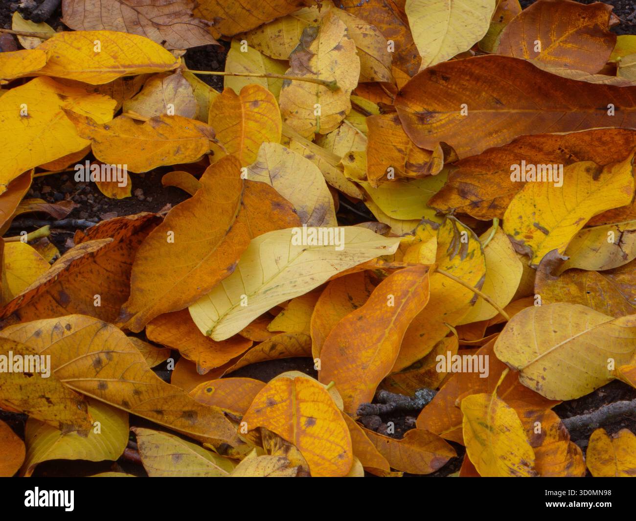 Ein reichhaltiger Haufen goldener und brauner Herbstblätter Stockfoto
