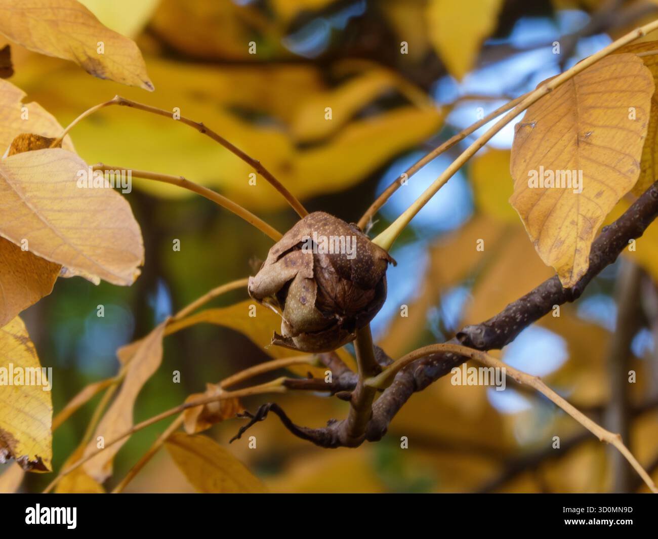 Walnussfrucht Zweig gelbe Herbstblätter Nahaufnahme Stockfoto