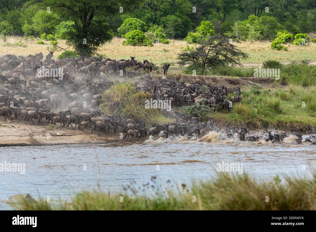 Blick auf eine massive Gnus-Wanderung, eine staubige Flut von Leben, die unter der afrikanischen Sonne über den Mara Fluss fließt, Serengeti Nationalpark, Fluss Mara, Mara Region, Tansania. Stockfoto