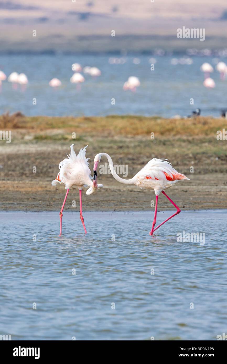 Blick auf Flamingos, die im flachen Wasser waten, ihre rosa Federn glitzern unter der afrikanischen Sonne im Ngorongoro-Krater, Region Arusha, Tansania. Stockfoto