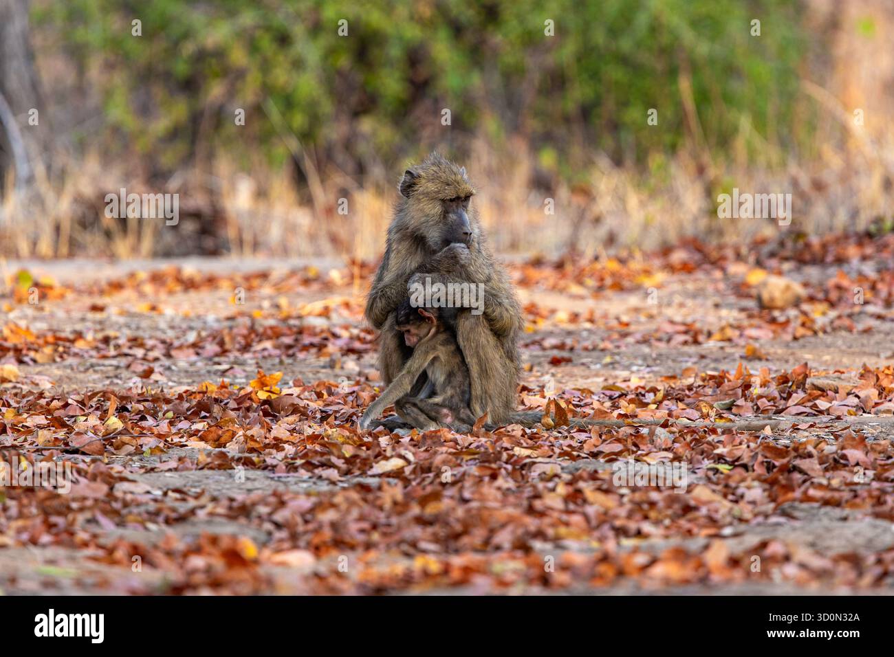 Blick auf eine Mutter Pavian, die ihr Kind schützend in einen Teppich aus herbstlichen Blättern hüllt, gebadet im warmen Glanz der afrikanischen Sonne, Kakumbi, Stockfoto