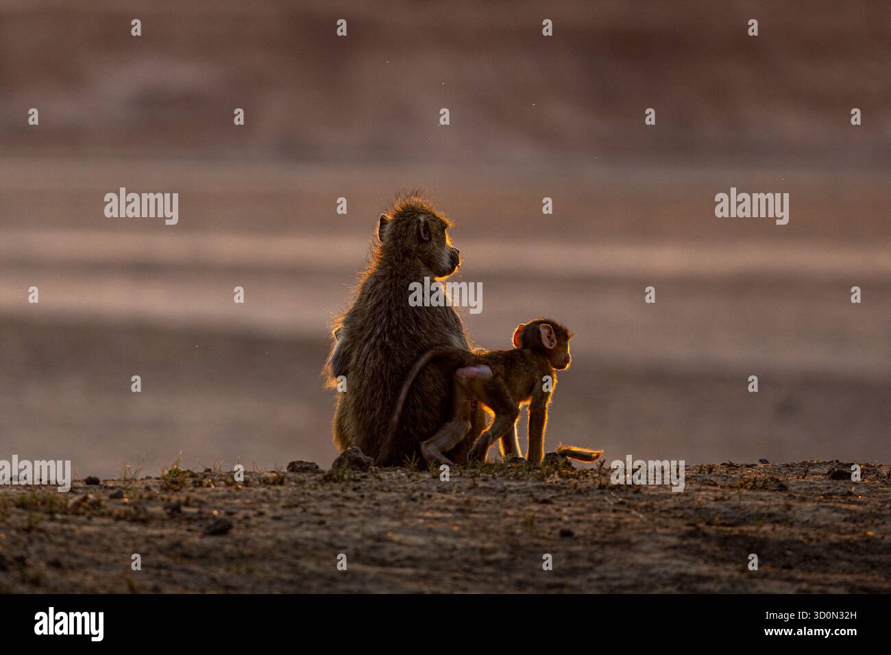 Der Blick auf einen Pavian und seine Nachkommen steht im sanften, warmen Glanz der untergehenden Sonne und schafft einen ruhigen Moment der Tierwelt, Kakumbi, South Luangwa National Park, Sambia. Stockfoto