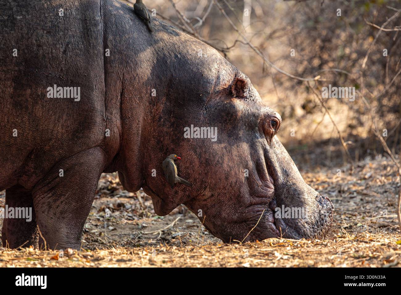 Blick auf ein Nilpferd mit Vögeln auf dem Kopf und Gesicht zwischen trockenen Gräsern und Bäumen, Kakumbi, South Luangwa National Park, Sambia. Stockfoto