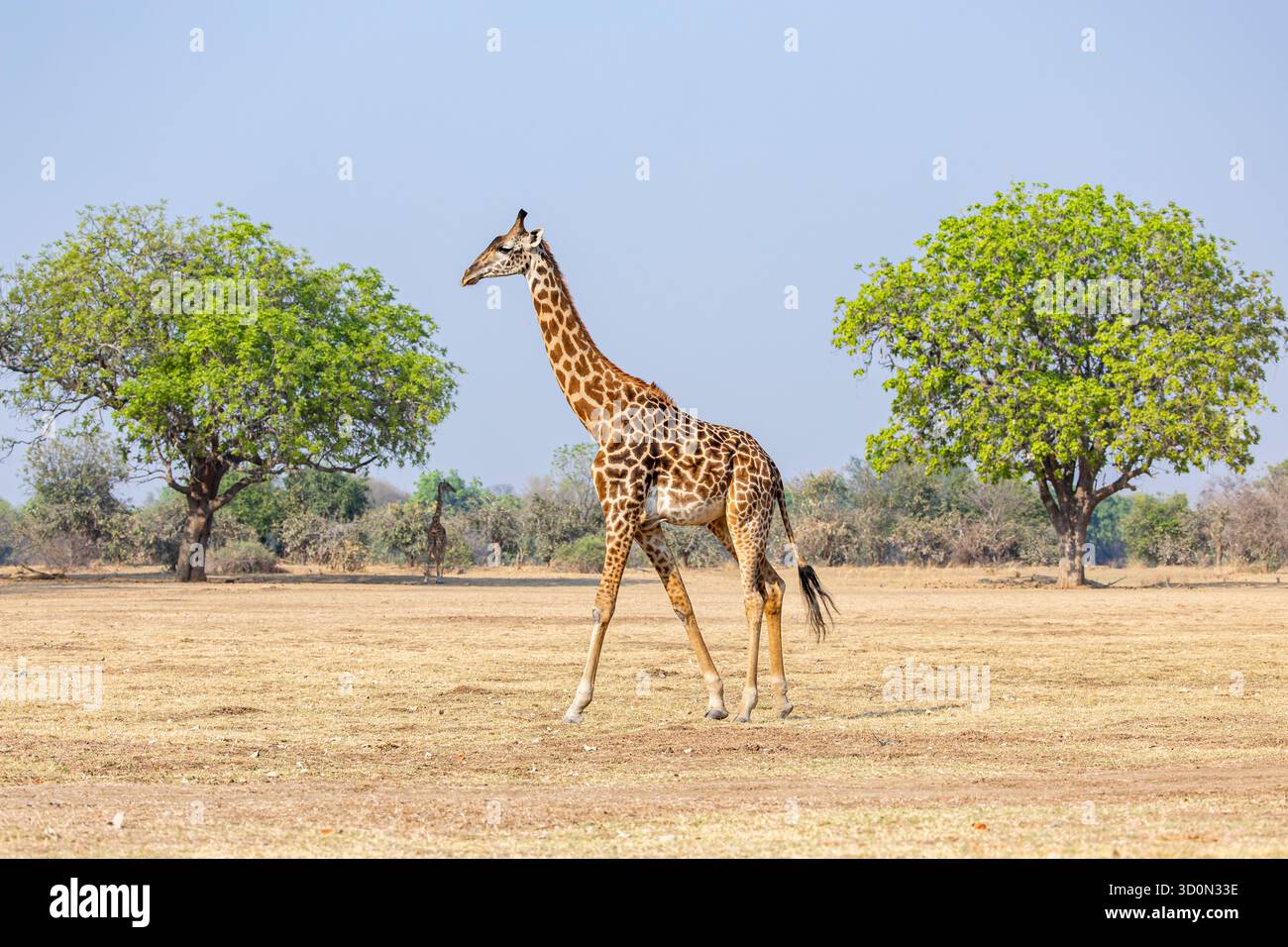 Der Blick auf eine Giraffe zieht anmutig über die sonnenverwöhnte Savanne, eingerahmt von grünen Bäumen unter dem riesigen Himmel, eine Szene von wilder Schönheit, Kakumbi, South Luangwa National Park, Sambia. Stockfoto