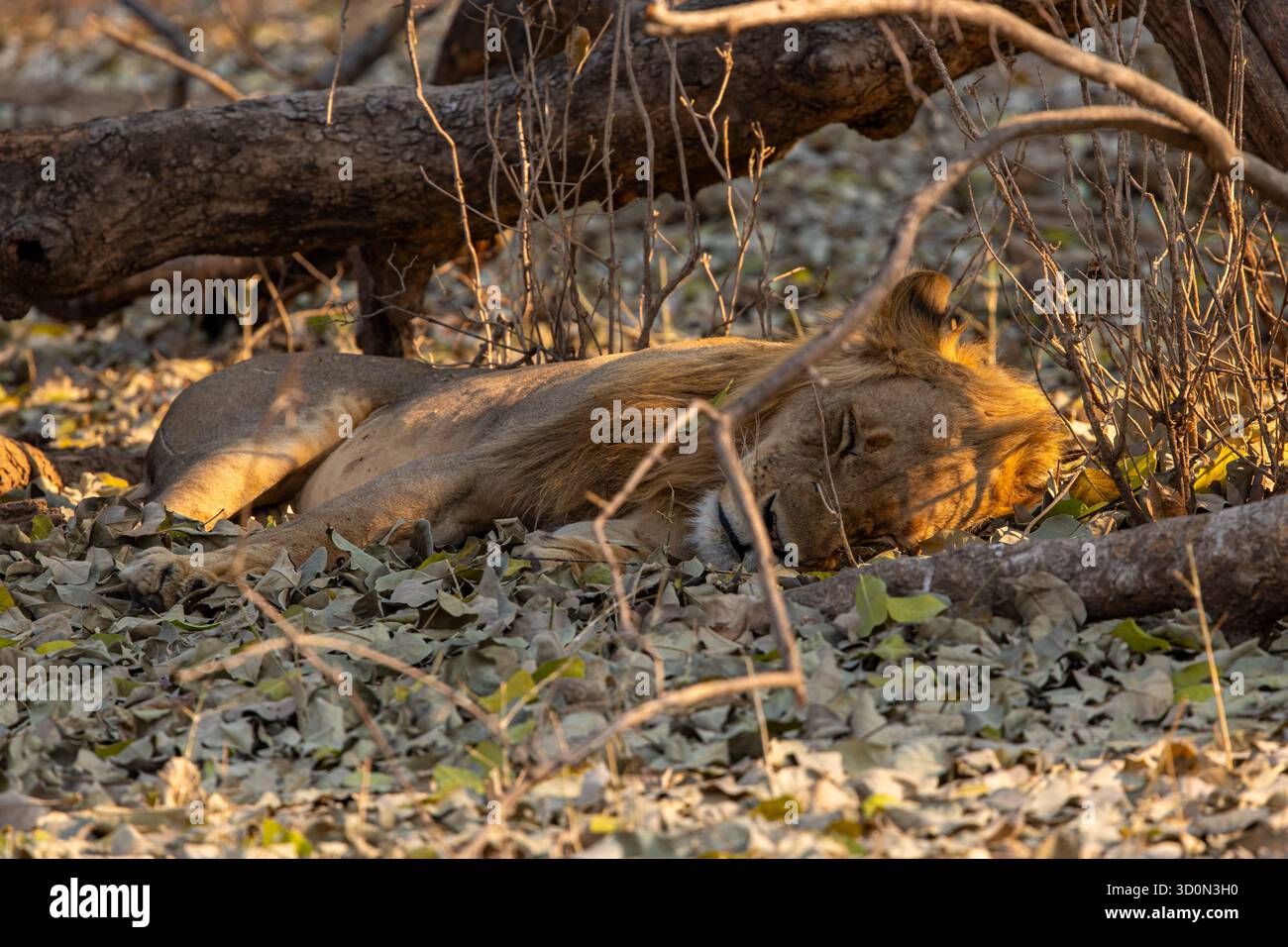 Der Blick auf einen majestätischen Löwen ruht zwischen verstreuten Blättern und gefallenen Ästen, getaucht im goldenen Licht der afrikanischen Sonne, Mana Pools National Park, M Stockfoto