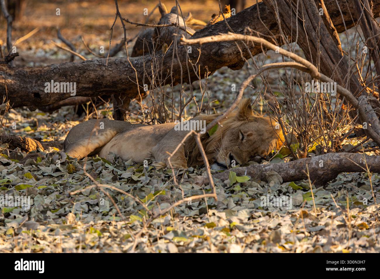 Der Blick auf eine goldene Löwin ruht friedlich inmitten eines Teppichs aus trockenen Blättern und abgefallenen Ästen unter der warmen afrikanischen Sonne, Mana Pools National Park, Mash Stockfoto