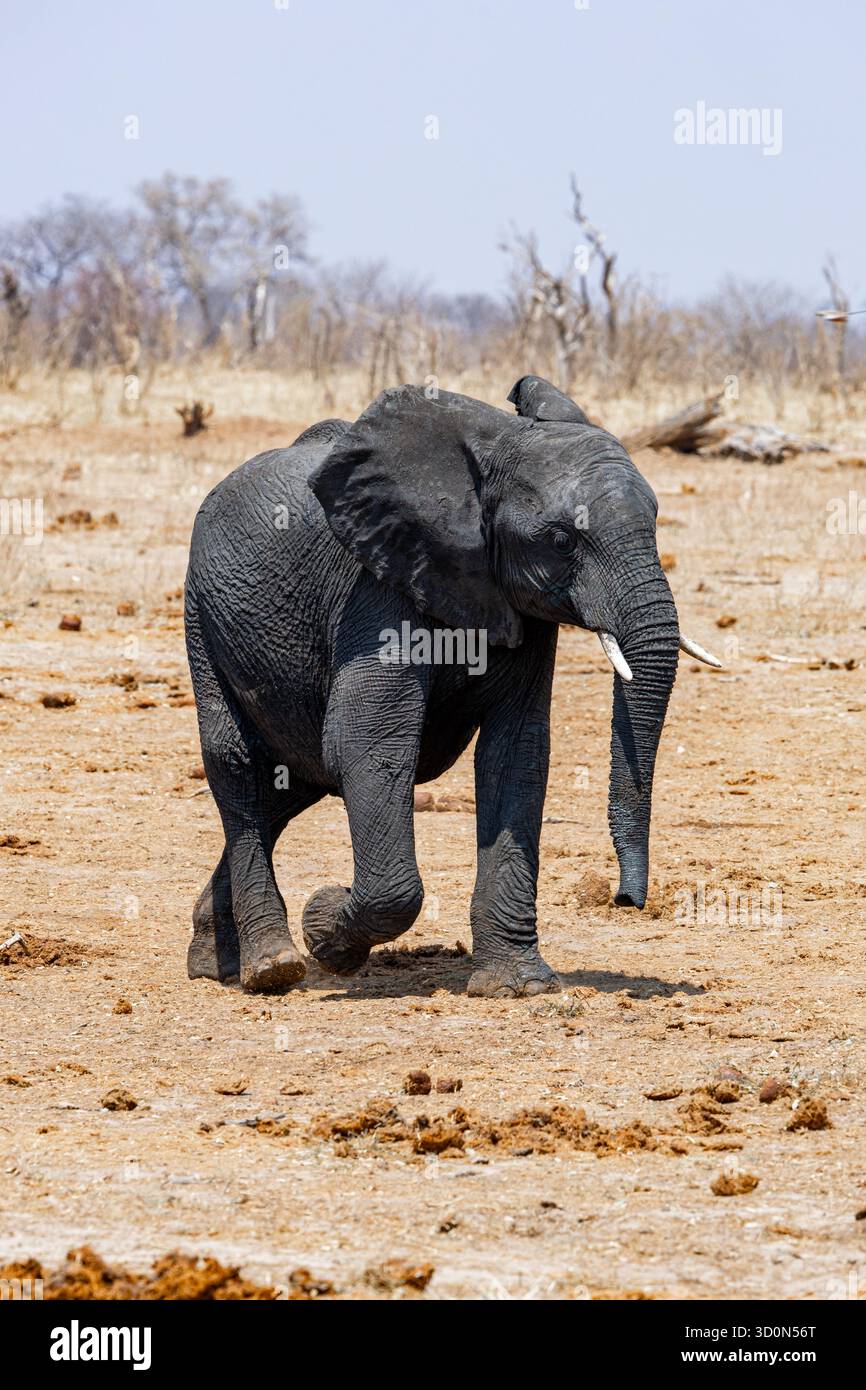 Blick auf Einen majestätischen Elefanten, der unter dem riesigen afrikanischen Himmel über die vertrocknete Erde schreitet, seine graue Haut kontrastiert mit der trockenen Landschaft, Hwange National Park, Matabeleland North Province, Simbabwe. Stockfoto