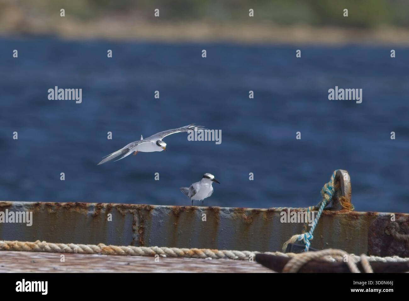 Sternula antillarum, zwei unreife oder wintergefiederte Tern, an einem kleinen Kai in Antigua und Barbuda, Westindien. Stockfoto