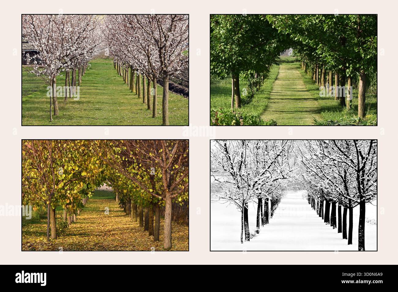 Eine vierteilige Montage von baumgesäumten Wegen in verschiedenen Jahreszeiten: Frühling, Sommer, Herbst, Winter Stockfoto