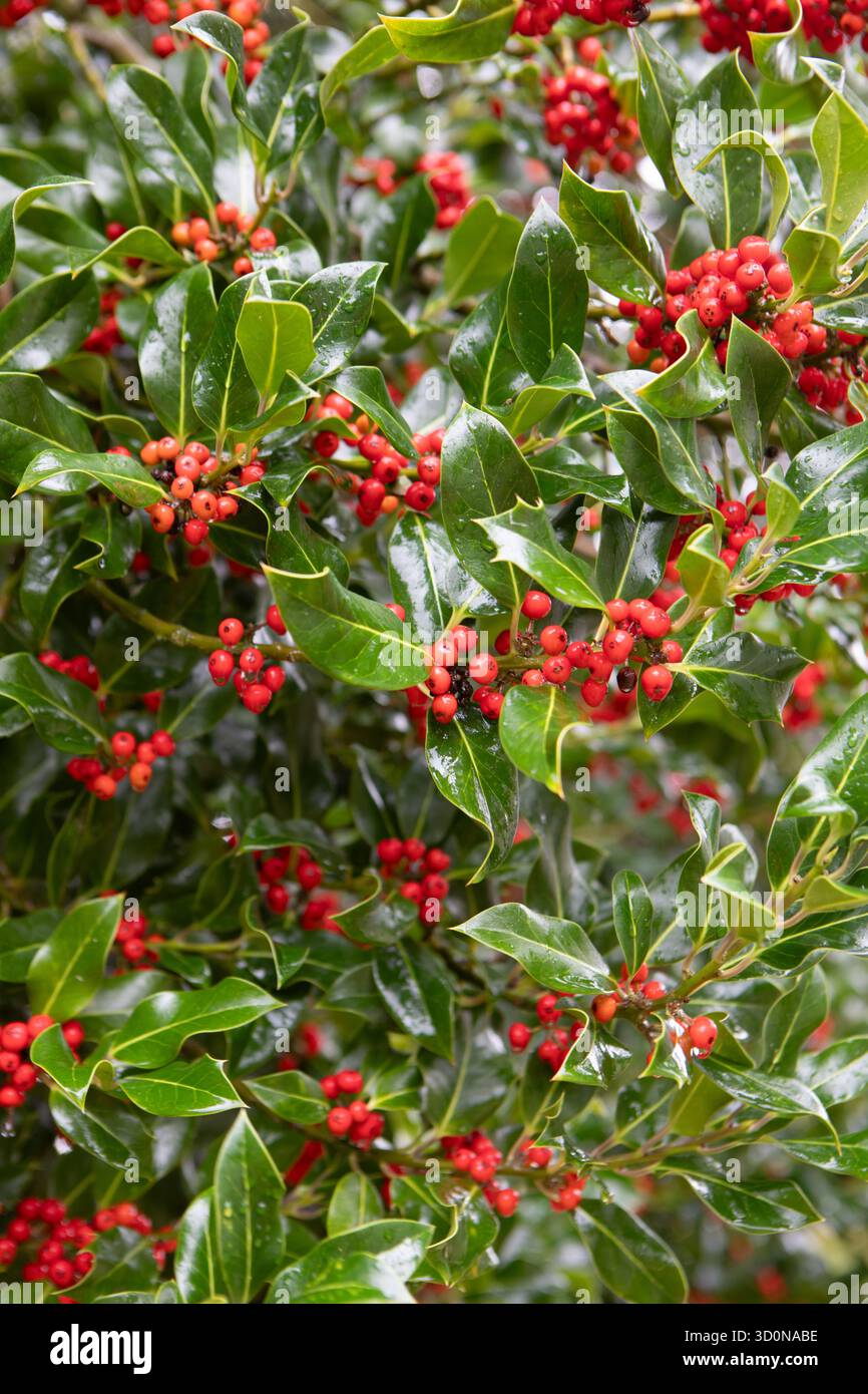 Stechpalmenblätter und -Beeren (Ilex aquifolium) Stockfoto
