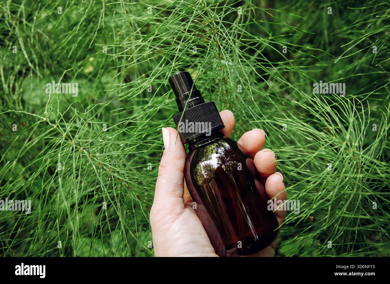 Frau Hand hält natürliche pflanzliche Heilmittel namens Equisetum arvense das Feld Schachtelhalm oder gewöhnliche Schachtelhalm Tinktur Glasflasche draußen im Wald. Stockfoto