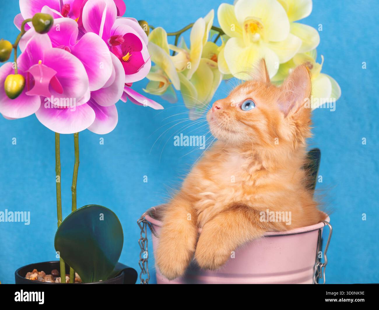 Niedliches Ingwerkätzchen sitzt in einem kleinen Garteneimer neben einer phalaenopsis-Blume. Gartenkonzept Stockfoto