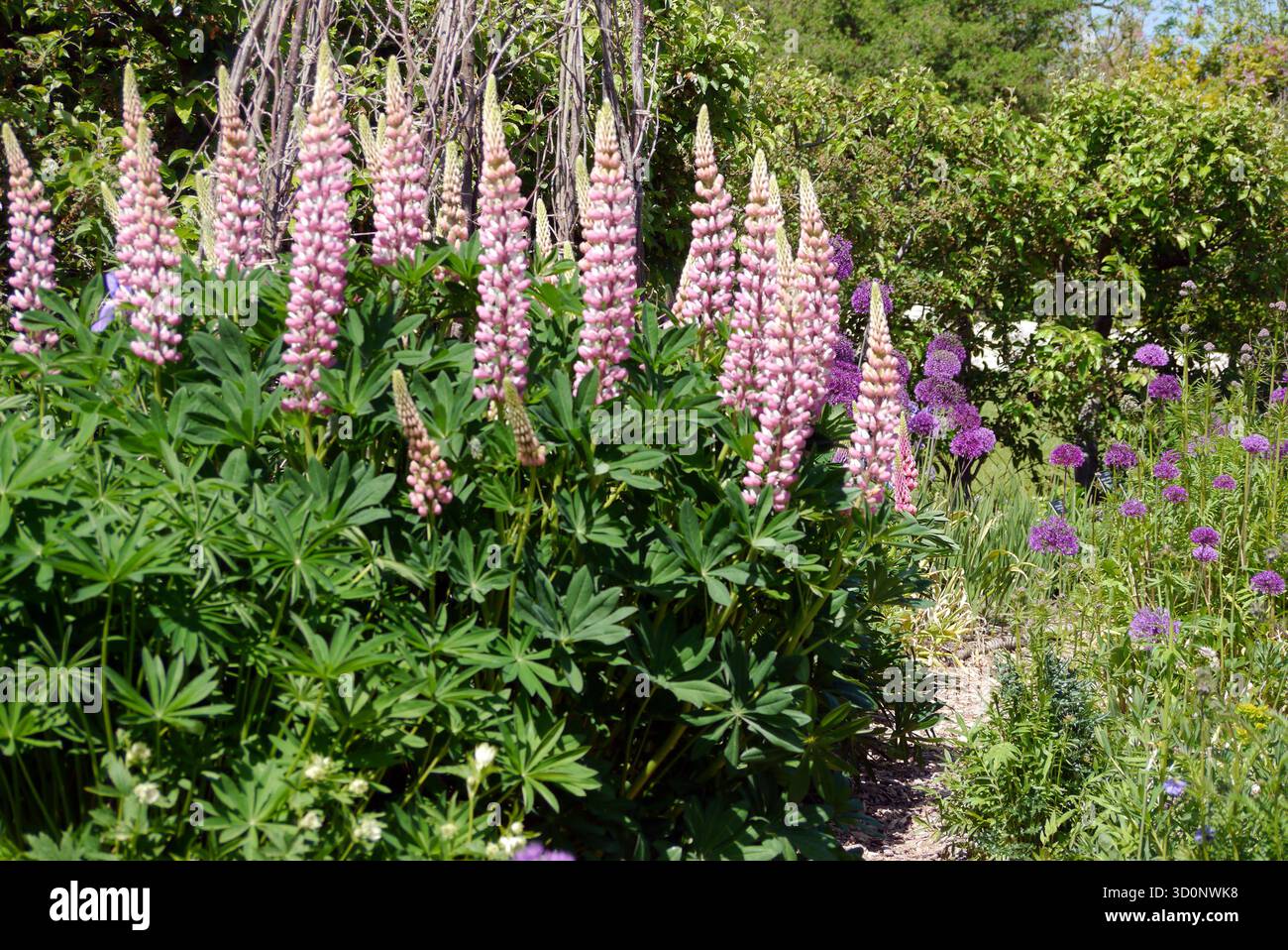 Spiky Lilac/Purple Lupinus x Regalis „Bergmans“ (Lupin) Blumen auf der RHS Garden Harlow Carr, Harrogate, Yorkshire, England, Großbritannien Stockfoto