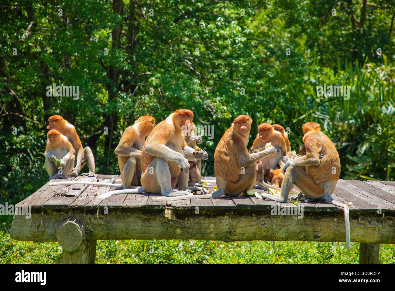 Proboscis Monkey Nasalis larvatus in Mangroven auf Borneo. Lustige große rote Langnasen in der Wildnis. Auf einer kleinen Holzplattform sitzen und essen Stockfoto