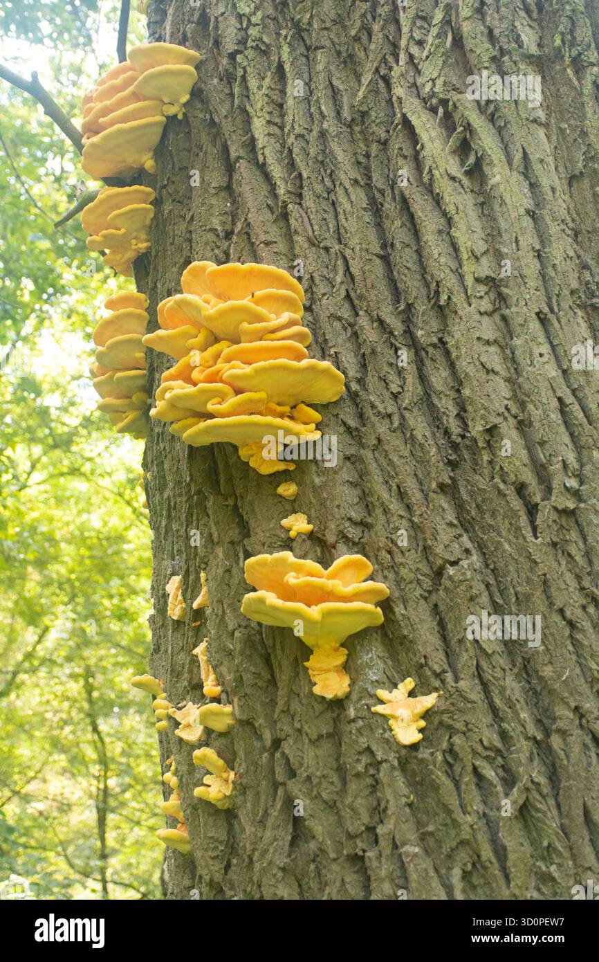 Junges gelbes Huhn vom Waldpilz, das auf der Rinde eines Baumes wächst, Tata, Ungarn. Stockfoto