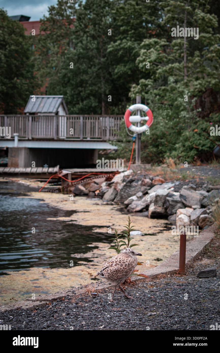 Eine Möwe, die entlang einer felsigen Küste in der Nähe eines Gewässers spaziert, mit einem hölzernen Dock und einem Rettungsschwimmer im Hintergrund, umgeben von Bäumen. Stockfoto