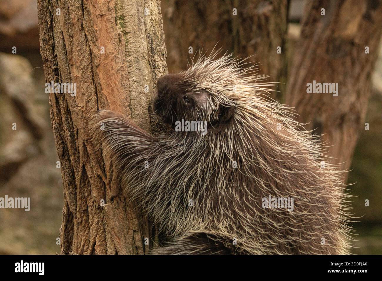 Niedliches nordamerikanisches Stachelschwein Erethizon Dorsatum, kanadisches Stachelschwein oder gewöhnliches Stachelschwein klettert auf den Baum Stockfoto
