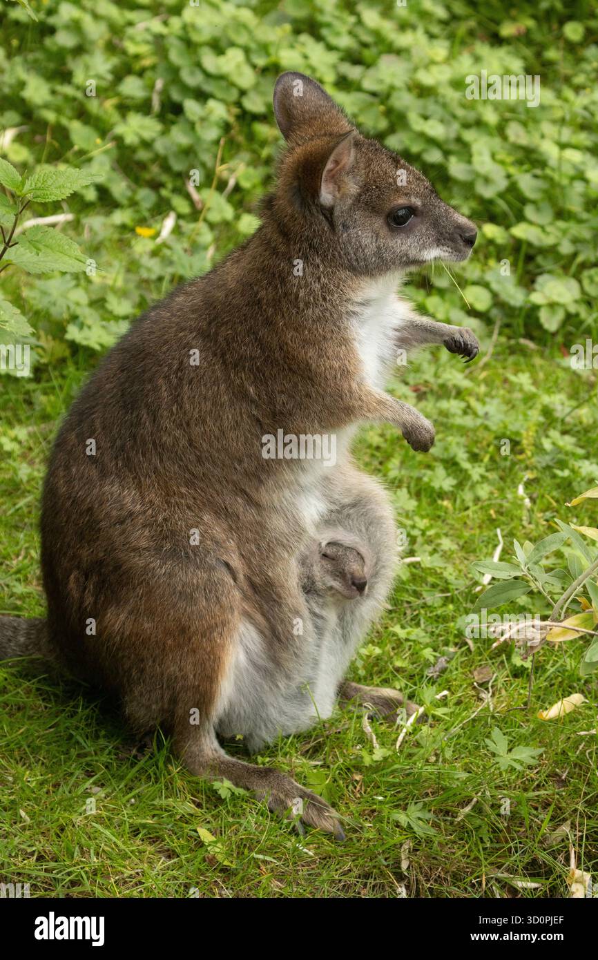 Bennetts Wallaby Macropus oder Notamacropus rufogriseus, Rothalswallaby, mittelgroßer Makropoden-Beuteltier, verbreitet in Ostaustralien, Tasmanien, ne Stockfoto
