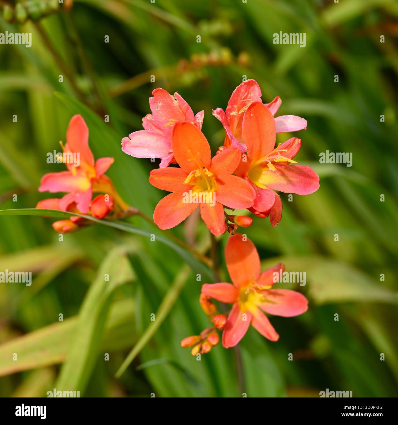 Orange und gelbe Herbstblumen von Crocosmia oder Montbretia Severn Sunrise UK Garden September Stockfoto