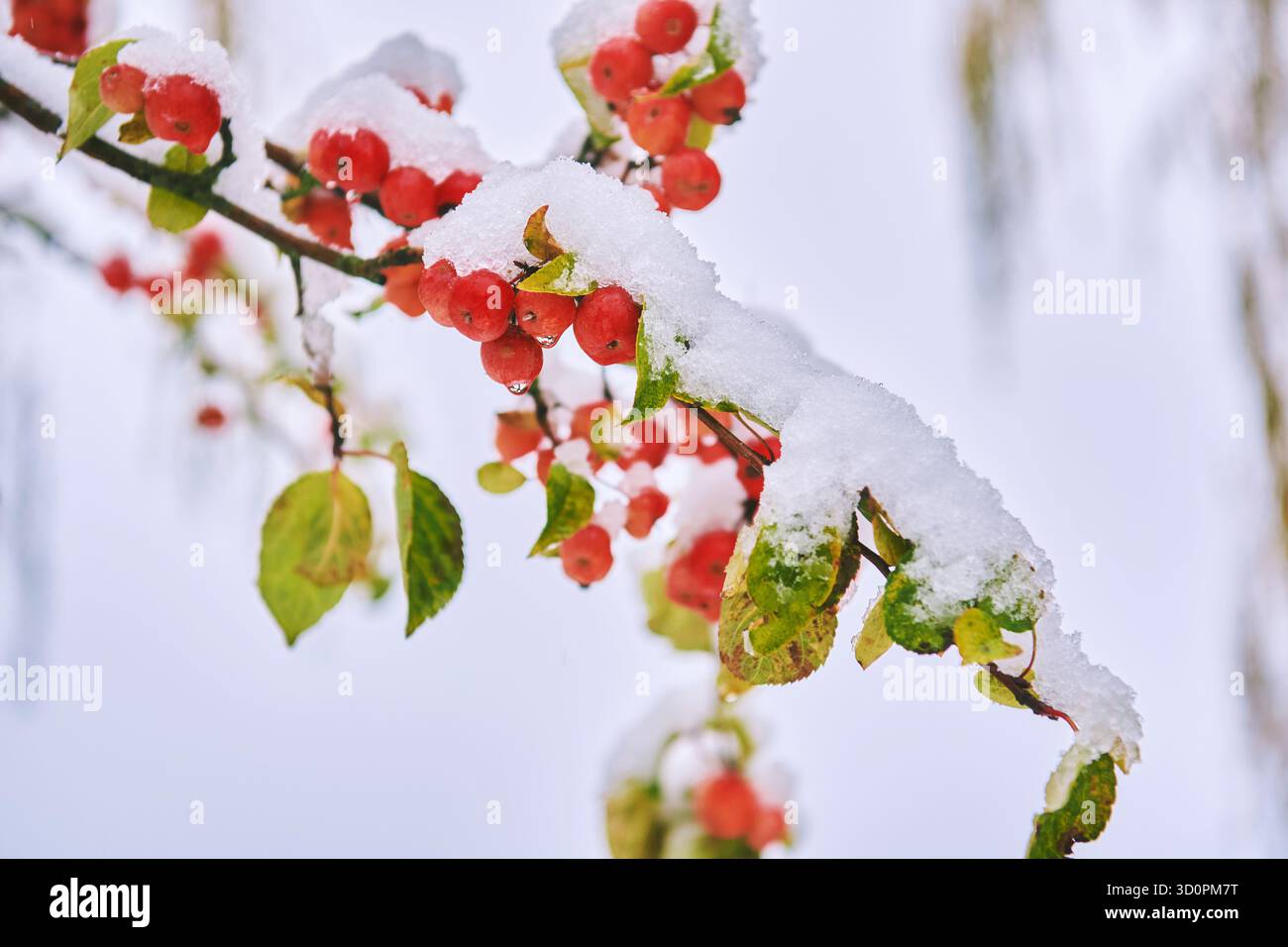 Krabbenapfel nach Schneefall im Winter. Reife Früchte von Malus Evereste Stockfoto