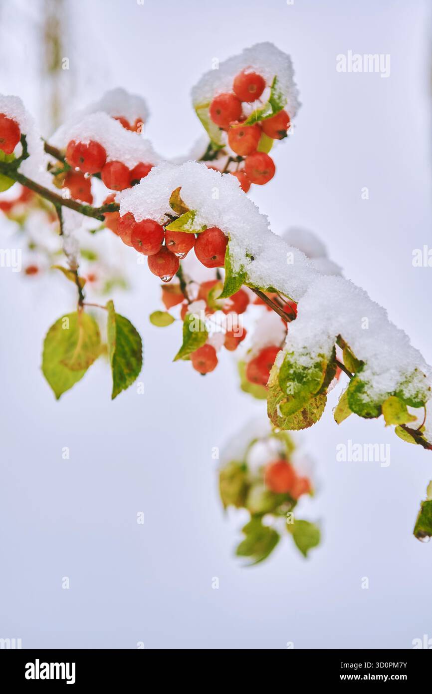 Krabbenapfel nach Schneefall im Winter. Reife Früchte von Malus Evereste Stockfoto