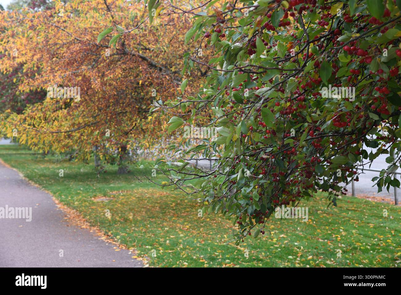 Crab Apple tree Stockfoto