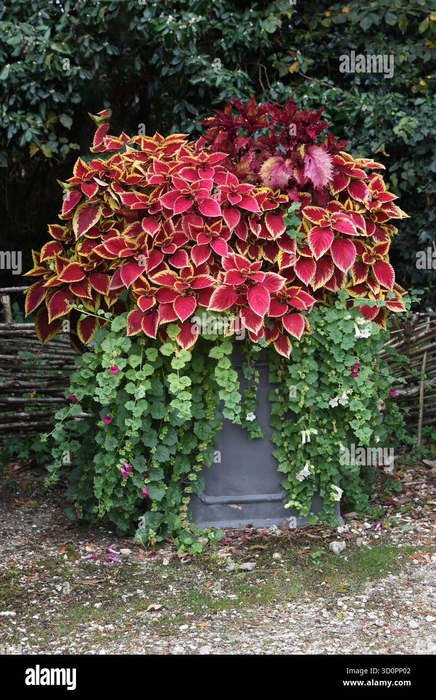 Coleus Stockfoto