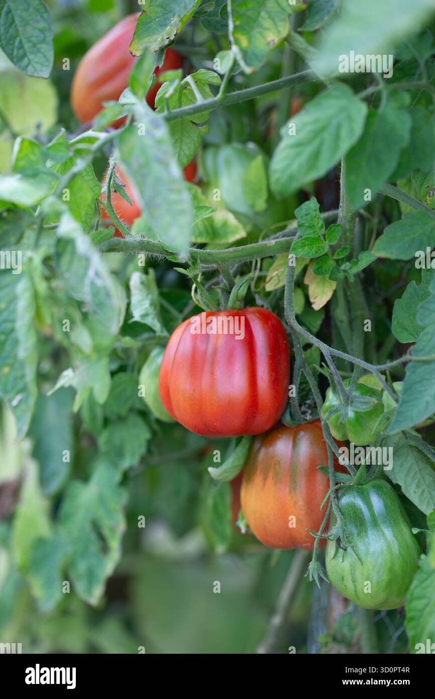 Tomaten/Paradeiser in verschiedenen Reifestadien der Reben Stockfoto